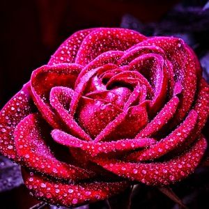 Meet your Posher, Rosie